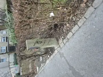 Smeti raztresene po tleh ob golih grmih pri pločniku