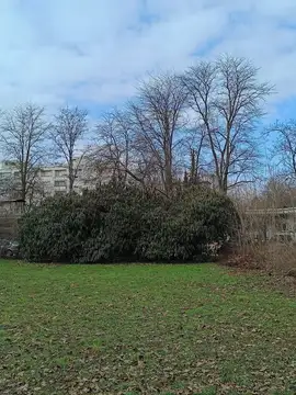 Zaraščeni grmi in gola drevesa v travnatem mestnem parku