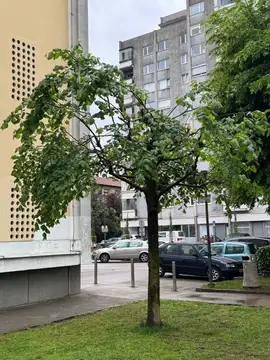 Drevo z zlomljenimi in poškodovanimi vejami ob stanovanjski stavbi