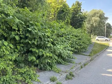 Pločnik zaraščen z gosto vegetacijo, ki ovira pot pešcem
