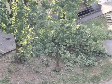 Zlomljena veja padla na travo ob stavbi in pločniku