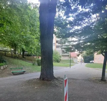 Drevo z izpostavljenimi koreninami ob pešpoteh in klopi