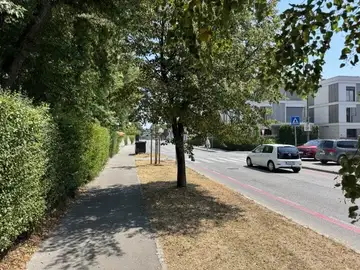Pločnik s suho travo in drevesi ob prometni cesti