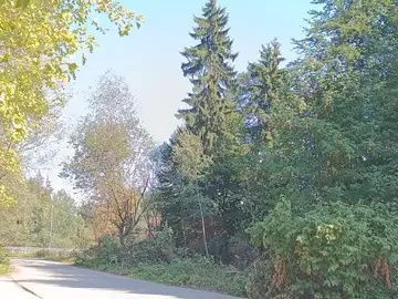 Zaraščena vegetacija sega na obcestno površino z drevesi
